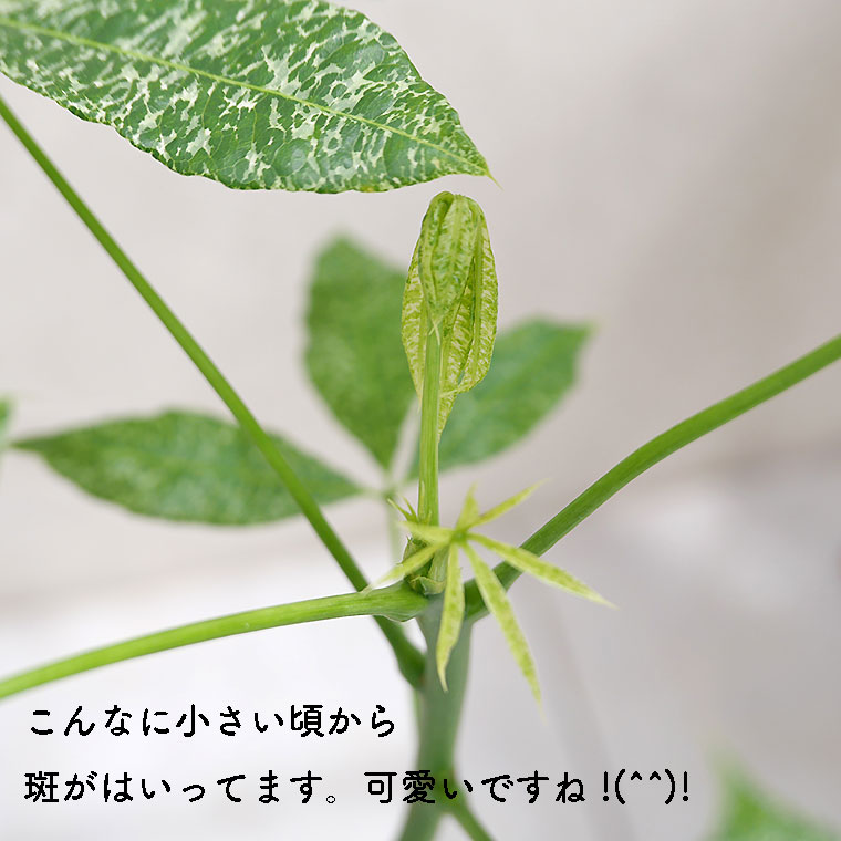 パキラ・ミルキーウェイ(フイリ) 新芽の写真