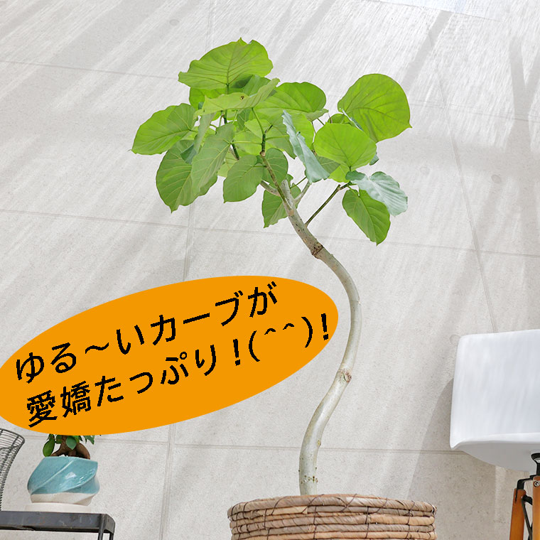 フィカス・ウンベラータ 8号鉢