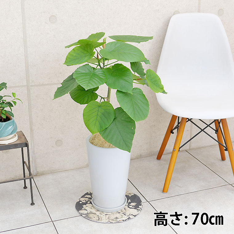 フィカス・ウンベラータ　陶器鉢植え・Mサイズ（ラウンド）