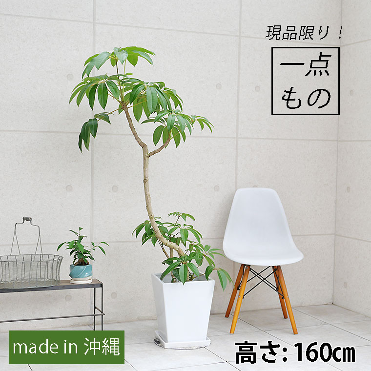 ツピダンサス-019 白角陶器鉢カバー付き