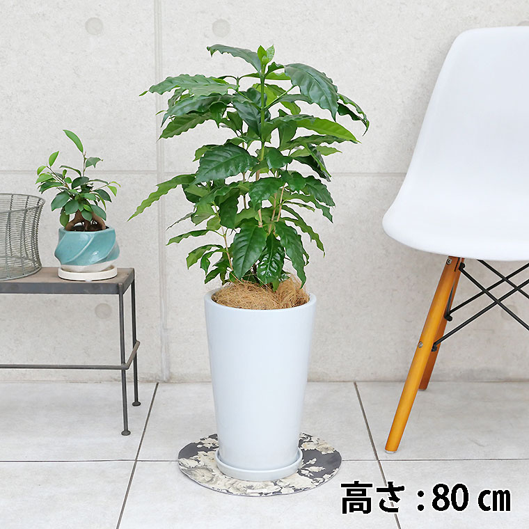 コーヒー　陶器鉢植え・Mサイズ（ラウンド）