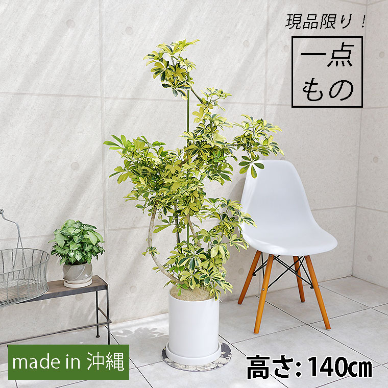 シェフレラ・ハッピーイエロー-004　陶器鉢植え・Lサイズ（マットシリーズ/シリンダー）