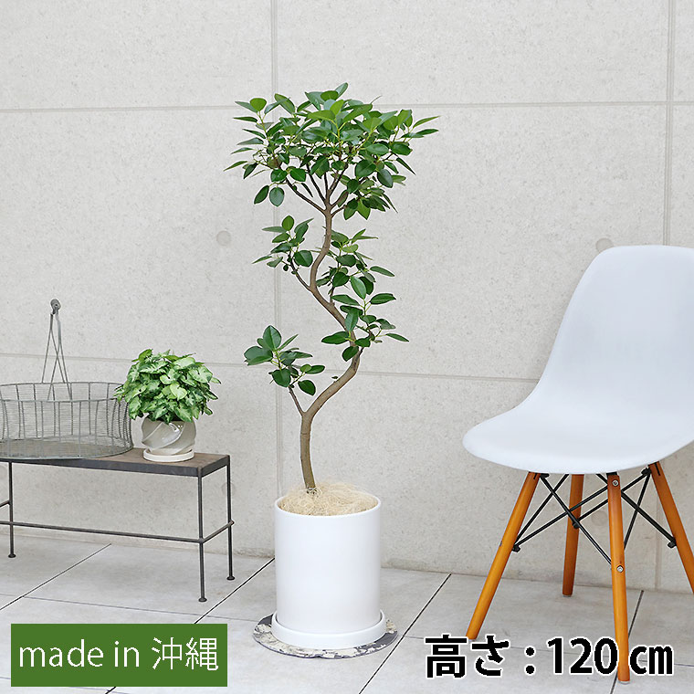 フランスゴム 陶器鉢植え・Lサイズ(マットシリーズ/シリンダー)
