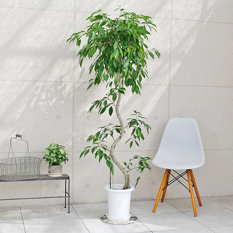 ベンジャミン・ヌダ（照り葉タイプ） 8号鉢 観葉植物と植木鉢の専門店