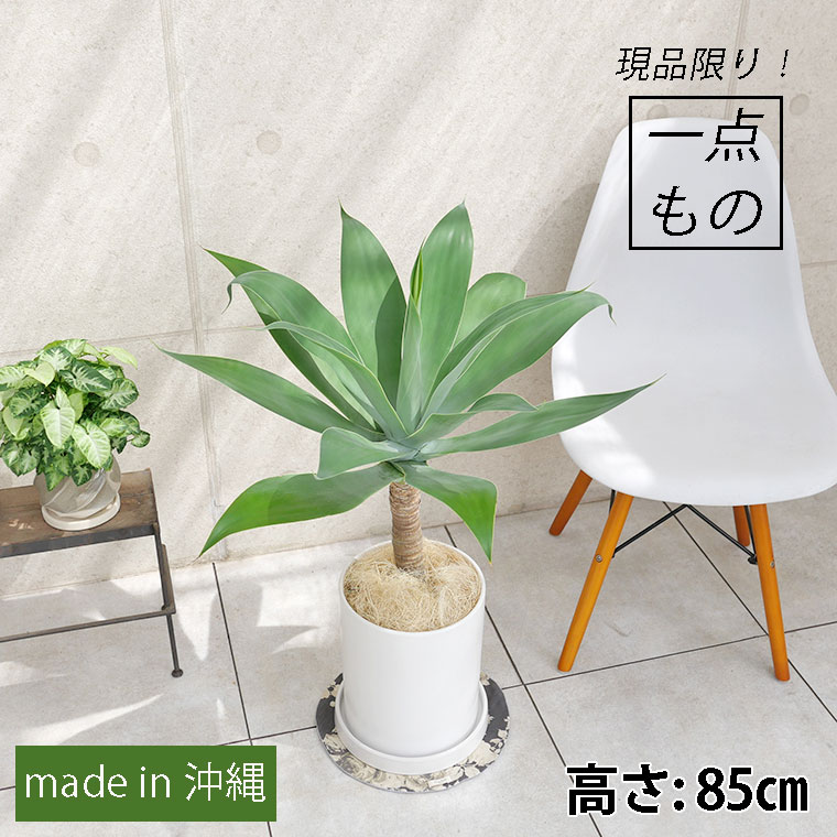 アガベ・アテナータ-007 陶器鉢植え・Lサイズ(マットシリーズ/シリンダー)