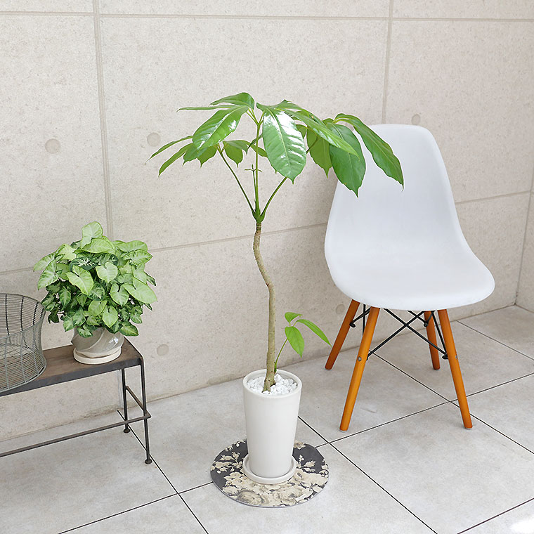 ブラッサイア-023 陶器鉢植え・Mサイズ(マットシリーズ/シーズン)