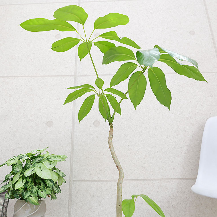 ブラッサイア-023 陶器鉢植え・Mサイズ(マットシリーズ/シーズン)