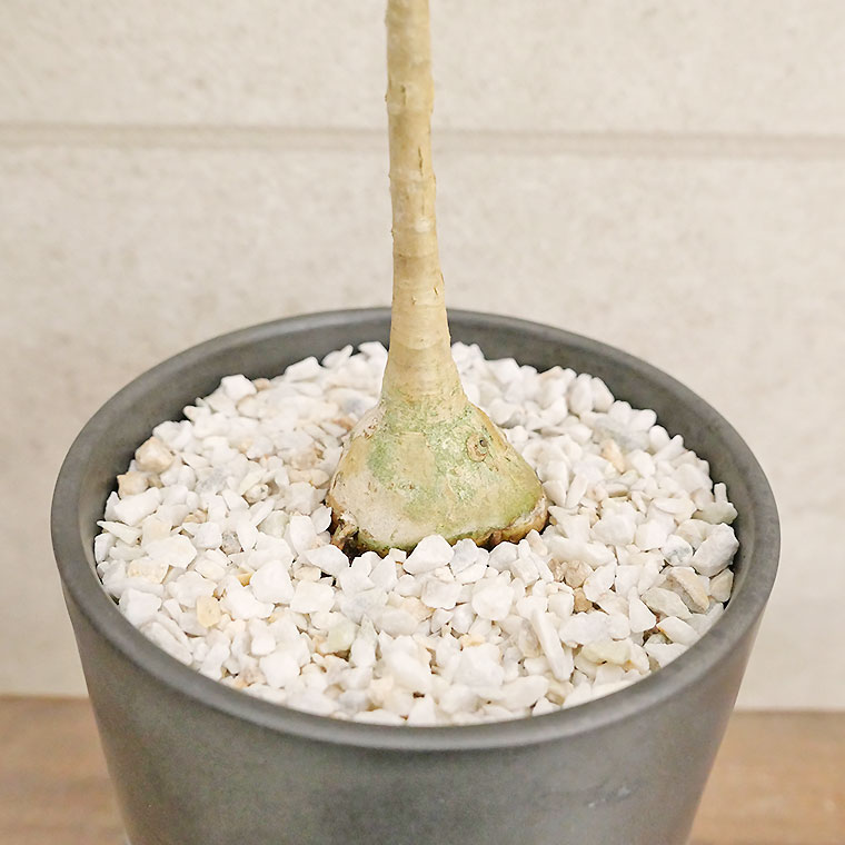 フィカス・ペティオラリス（実生系）-003　陶器鉢植え
