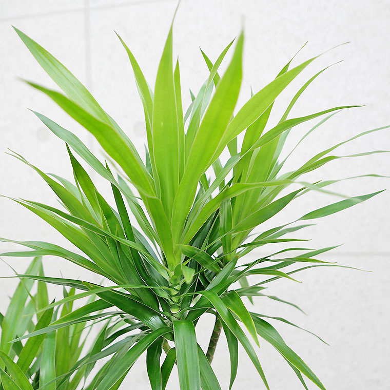 ドラセナ・ナビー　葉の写真