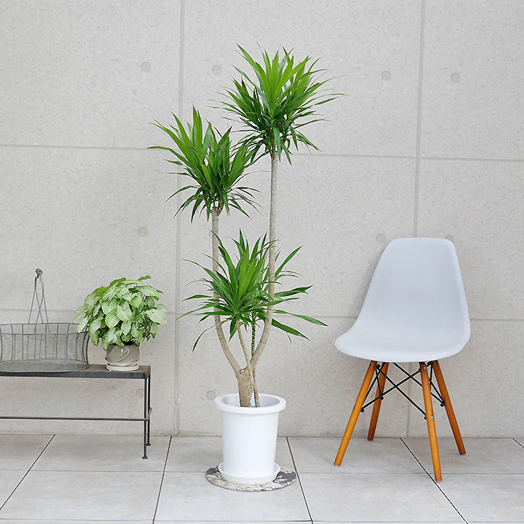 ドラセナ・ナビー　８号鉢