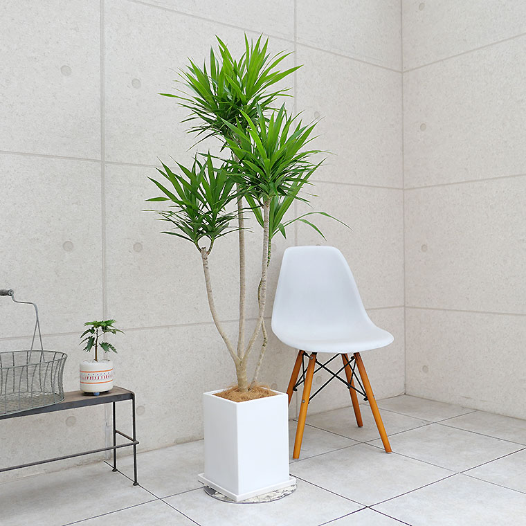 ドラセナ・ナビー　陶器鉢植え・Ｌサイズ（マットシリーズ/プリズム）