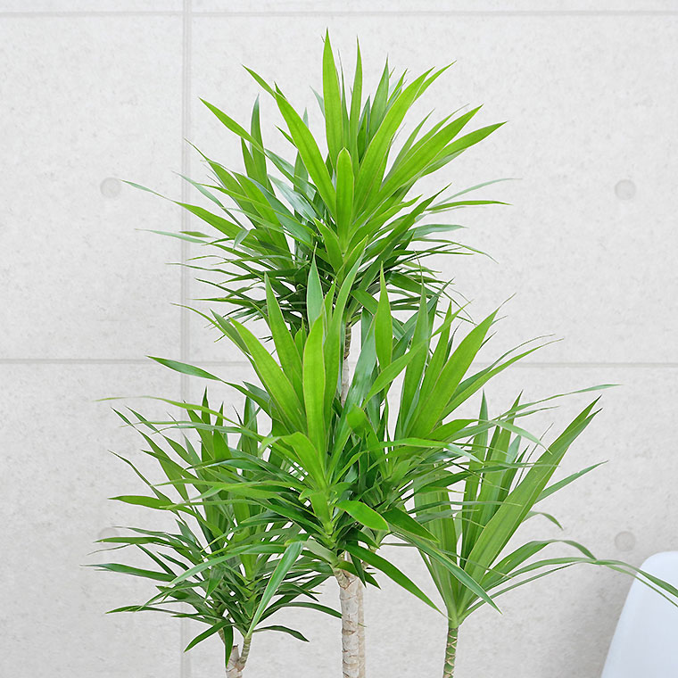 ドラセナ・ナビー　樹形の写真