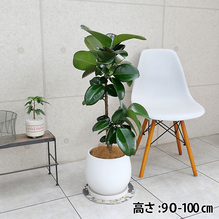 フィカス・ソフィア　陶器鉢植え・Lサイズ（ムーン）