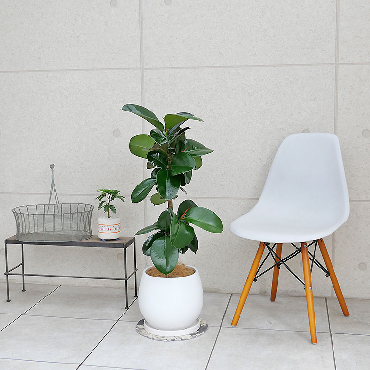 フィカス・ソフィア 陶器鉢植え・Lサイズ（マットシリーズ/ムーン 