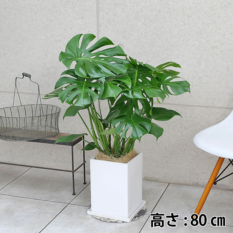 モンステラ　陶器鉢植え・Ｌサイズ（マットシリーズ/プリズム）