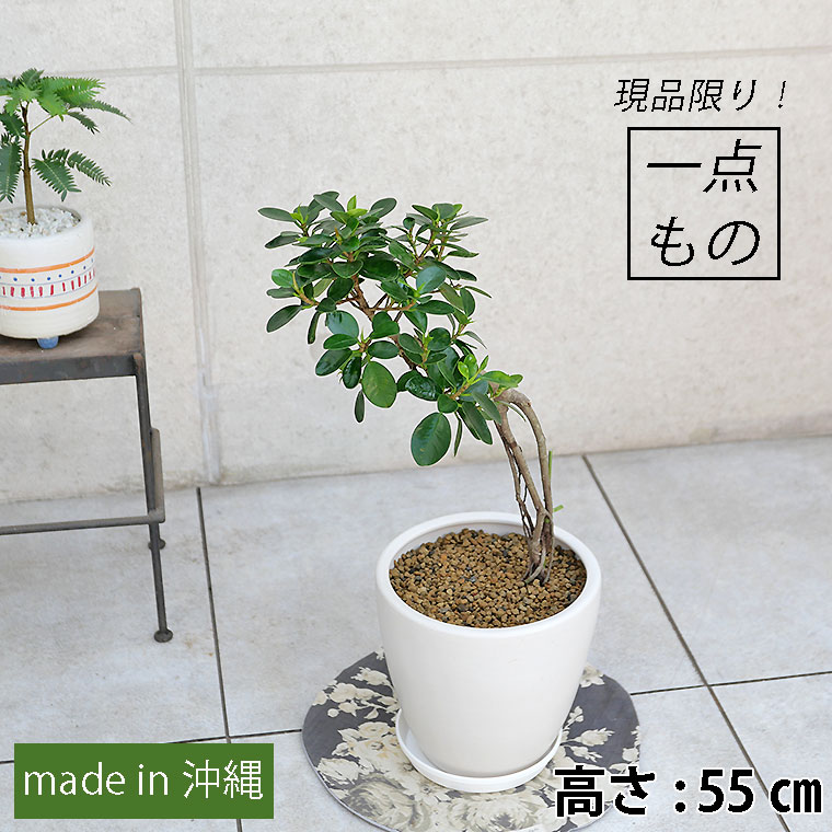 パンダガジュマル・気根-020　陶器鉢植え