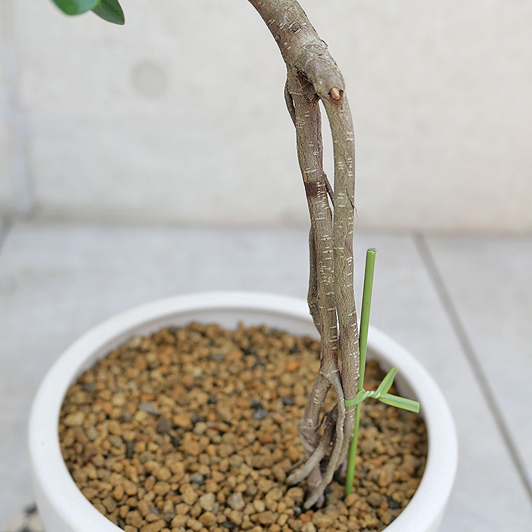 パンダガジュマル・気根-020　陶器鉢植え