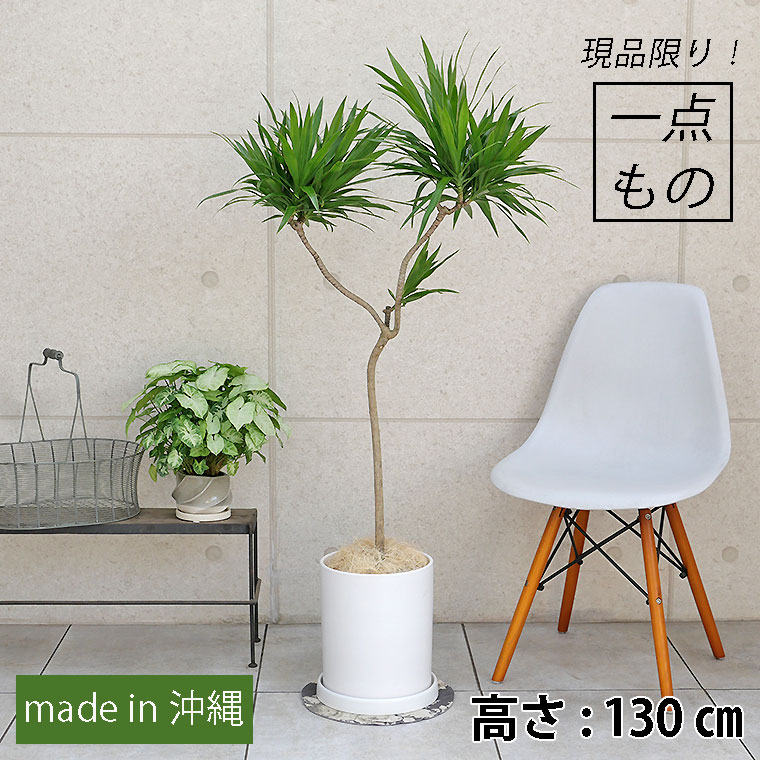 ドラセナ・ナビー-006　陶器鉢植え・Lサイズ（マットシリーズ/シリンダー）