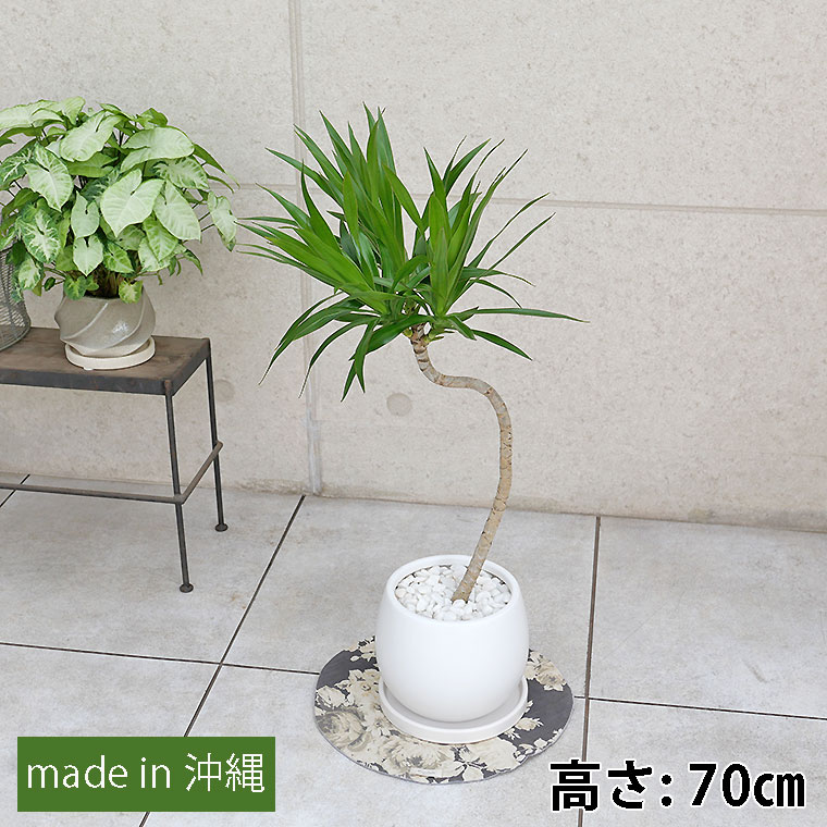 ドラセナ・ナビー　陶器鉢植え・Mサイズ（マットシリーズ/ムーン）