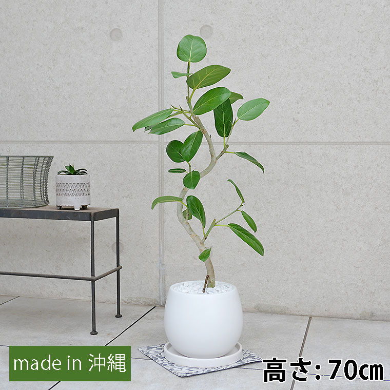 フィカス・ベンガレンシス　陶器鉢植え・Mサイズ（マットシリーズ/ムーン）