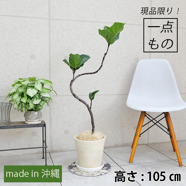 カシワバゴム-013　鉢植え・Mサイズ（ロンド/コニック）