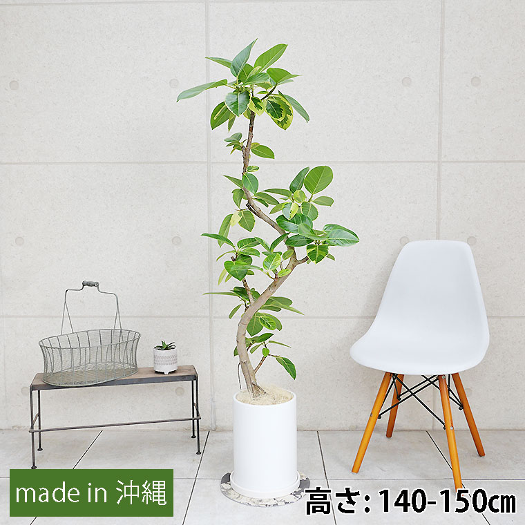 フィカス・アルテシーマ　陶器鉢植え・Ｌサイズ（マットシリーズ/ロングシリンダー）