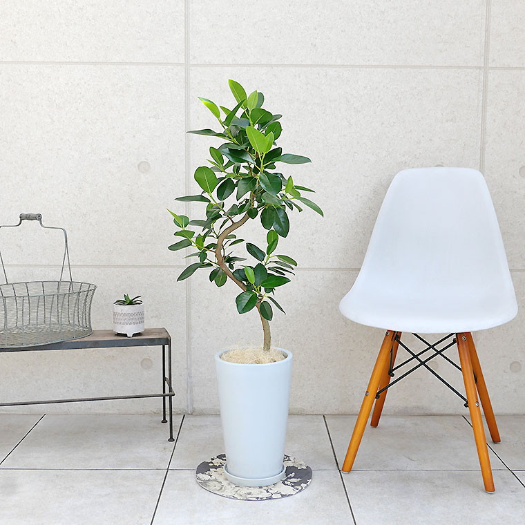 フランスゴム 陶器鉢植え・Mサイズ(ラウンド)