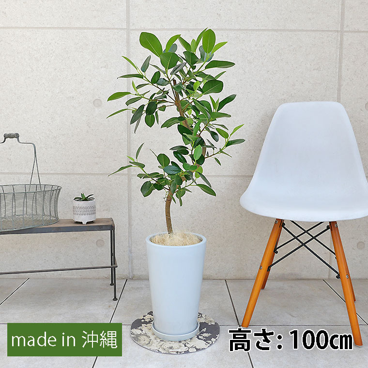 フランスゴム　陶器鉢植え・Mサイズ（ラウンド）