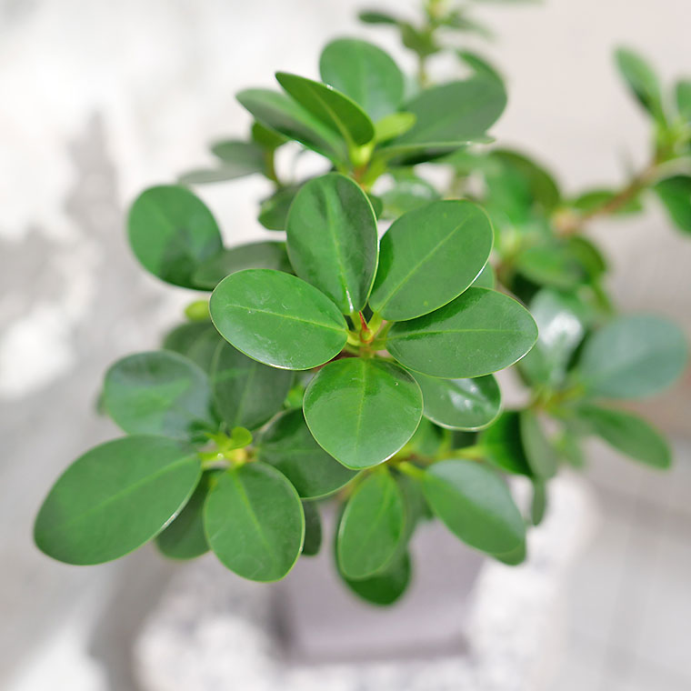 パンダガジュマル（盆栽仕立て）-042　陶器鉢植え