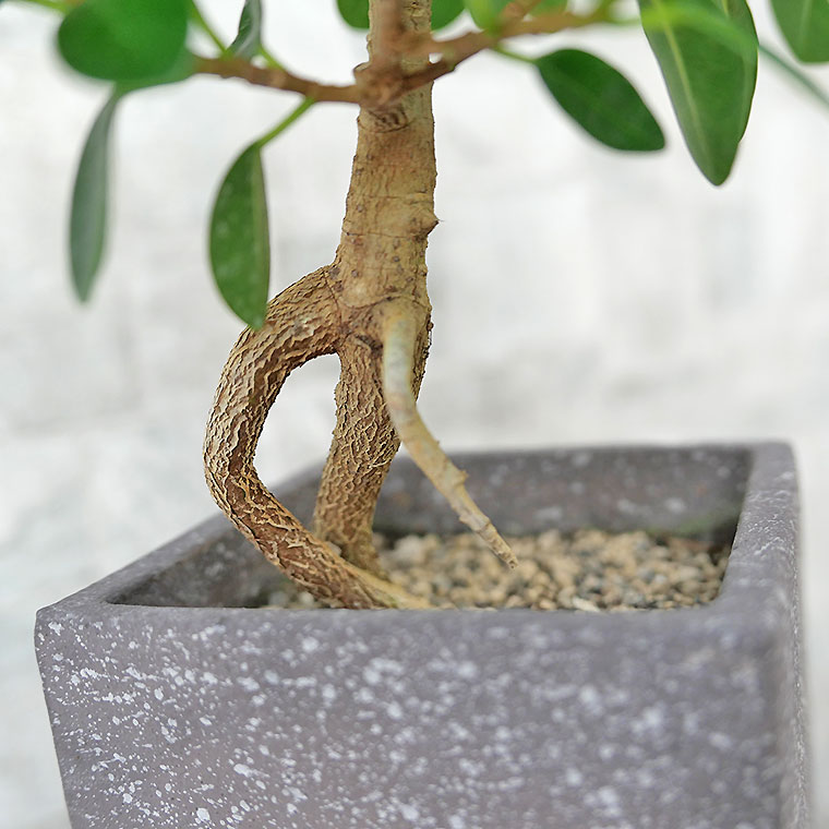 パンダガジュマル（盆栽仕立て）-042　陶器鉢植え 