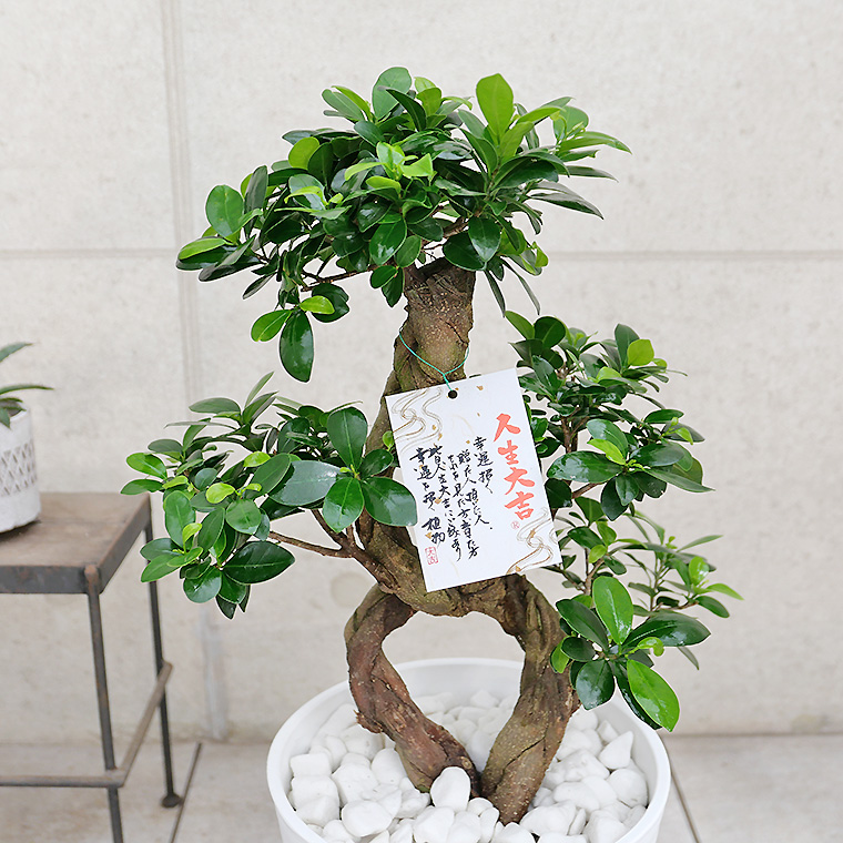 ガジュマル(多幸の樹) 8号セラート鉢 観葉植物と植木鉢の専門店