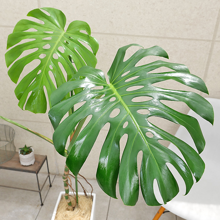 大型 根上がりモンステラ 天然苔盆栽仕立て 陶器鉢 植え込み発送 ふき取る
