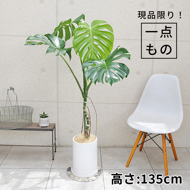 植え込み発送 硬い 陶器鉢 根上がり 大型 モンステラ