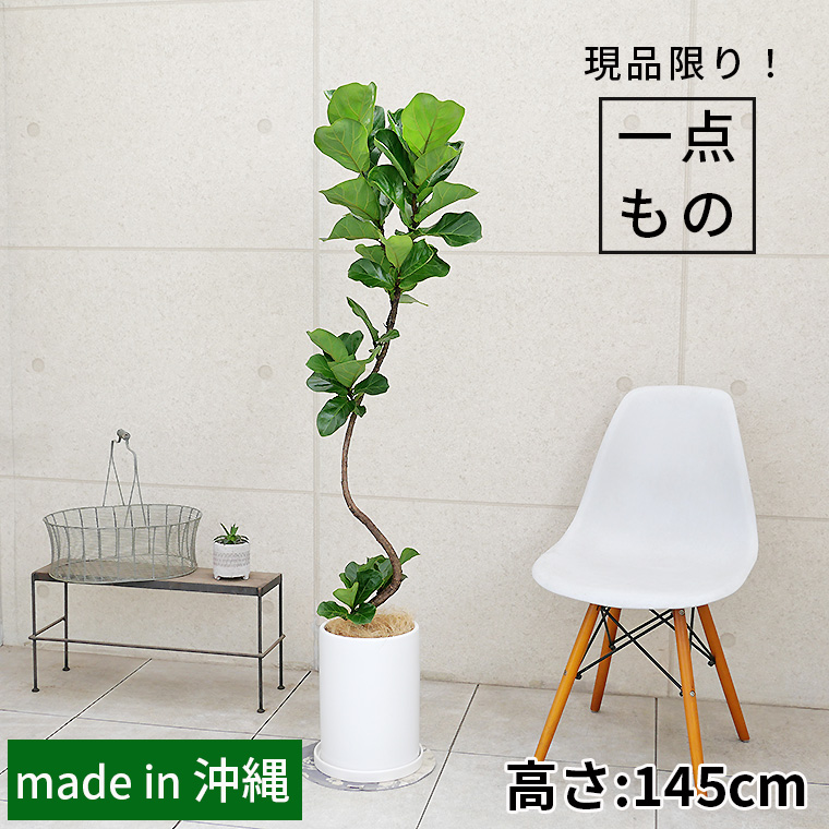 美形 フィカス リラータ 【柏葉ゴムの木】 螺旋仕立て 陶器鉢 美形 フィカス リラータ 【柏葉ゴムの木】 螺旋仕立て 陶器鉢