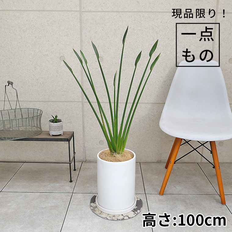 ストレリチア・ノンリーフスプーンリーフタイプ‼️買いでしょ