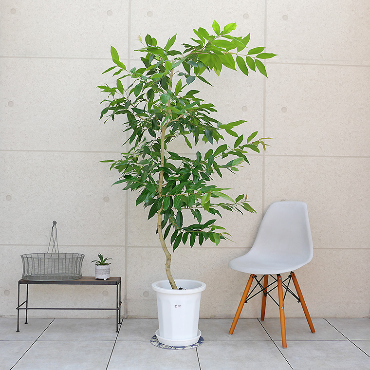 アマゾンオリーブ-023　10号鉢