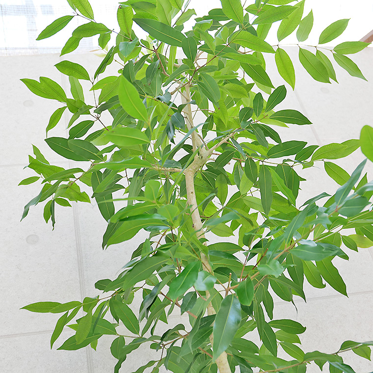 アマゾンオリーブ-023　10号鉢