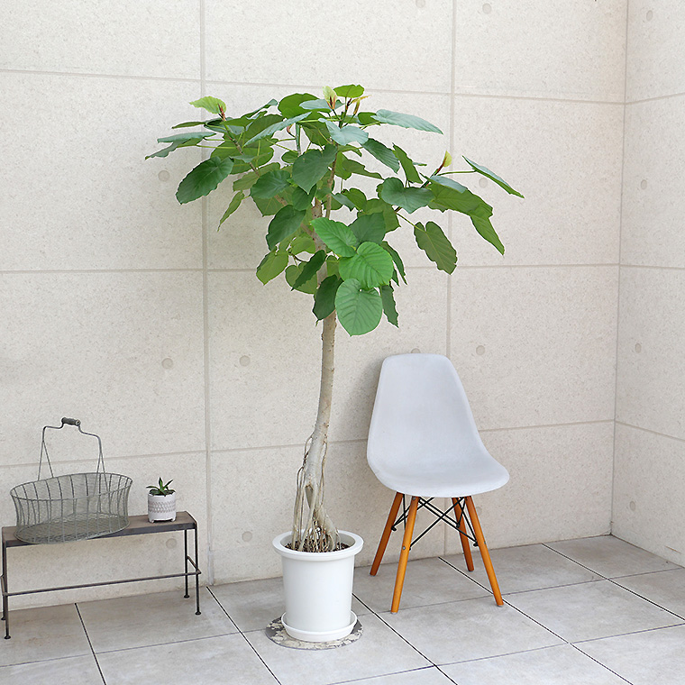 フィカス・ウンベラータ-133 10号鉢 観葉植物と植木鉢の専門店cocolate