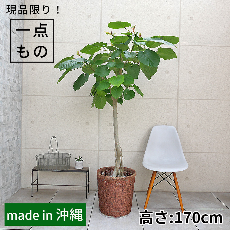 フィカス・ウンベラータ-133 10号鉢 観葉植物と植木鉢の専門店cocolate