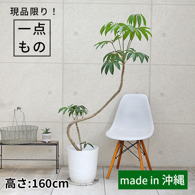ツピダンサス-026 8号鉢