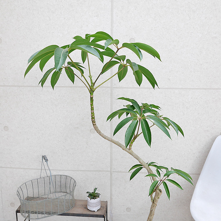 ツピダンサス-029 8号鉢 観葉植物と植木鉢の専門店cocolate