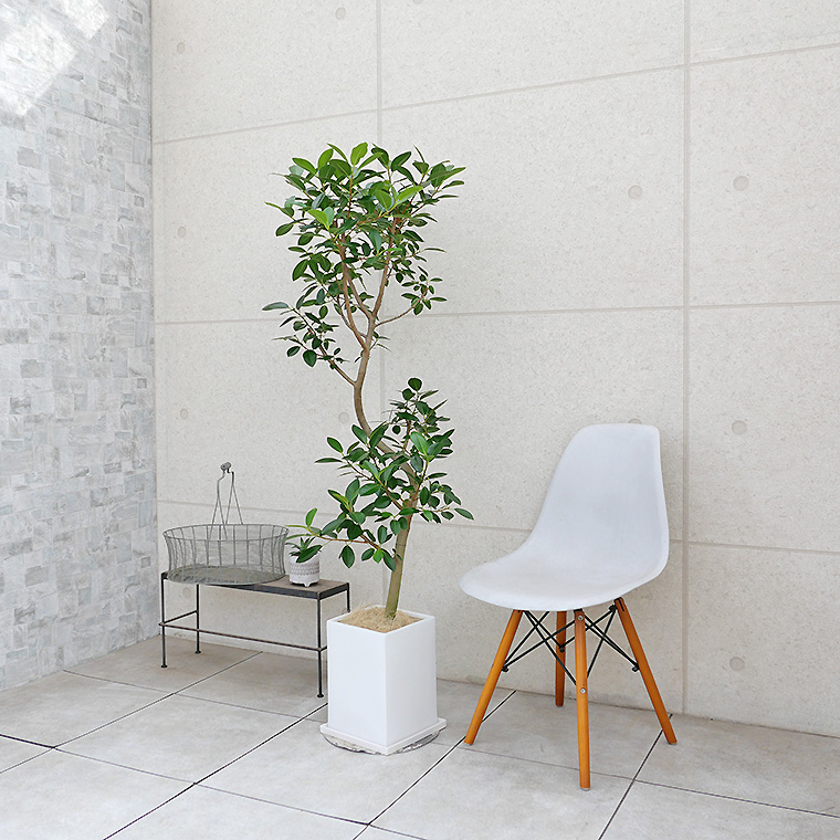 フランスゴム 陶器鉢植え・Lサイズ(マットシリーズ/プリズム)
