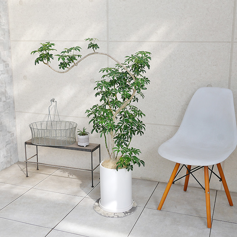 シェフレラ・コンパクタ-020 陶器鉢植え・Lサイズ(マットシリーズ/ロングシリンダー)