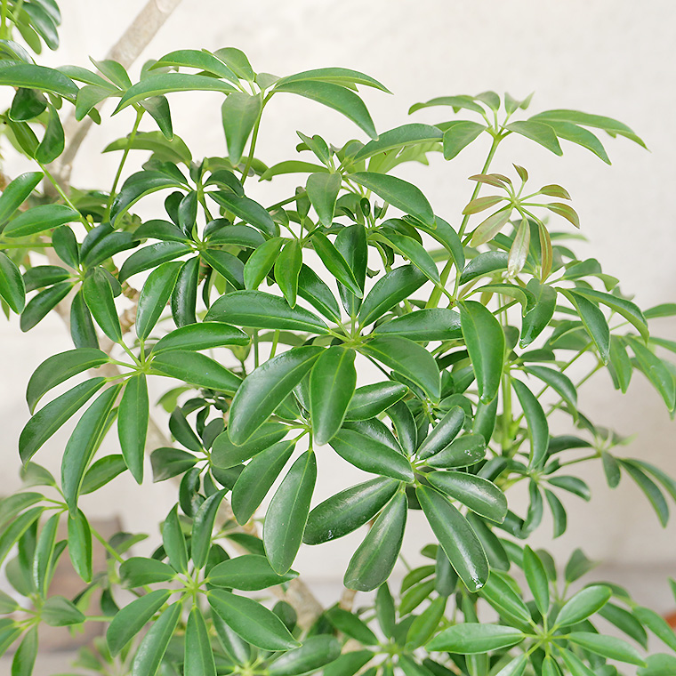 シェフレラ・コンパクタ-020 陶器鉢植え・Lサイズ(マットシリーズ/ロングシリンダー)