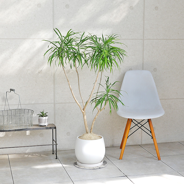 ドラセナ・レフレクサ-009 陶器鉢植え・Lサイズ(マットシリーズ/ロングシリンダー)