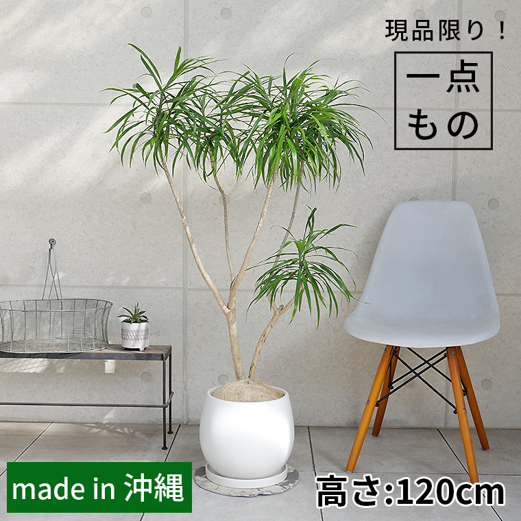 ドラセナ・レフレクサ-009 陶器鉢植え・Lサイズ(マットシリーズ/ロングシリンダー)