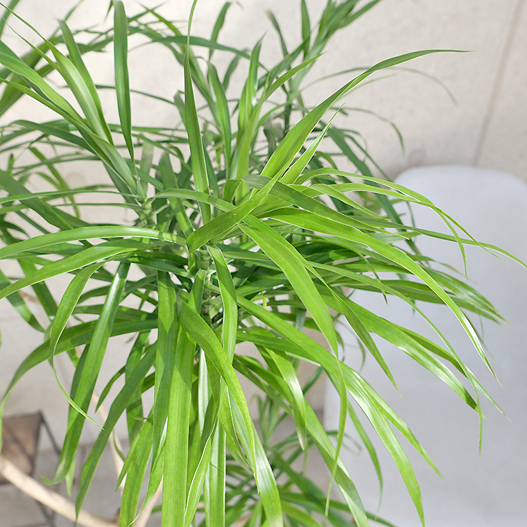 ドラセナ・レフレクサ-009 陶器鉢植え・Lサイズ(マットシリーズ/ロングシリンダー)