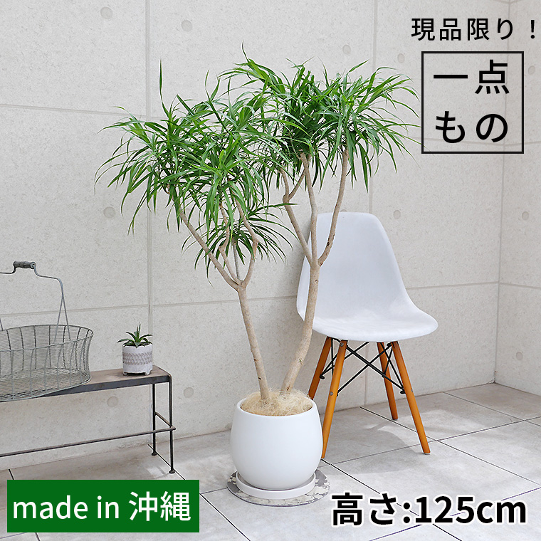 ドラセナ・レフレクサ-010 陶器鉢植え・Lサイズ（マットシリーズ