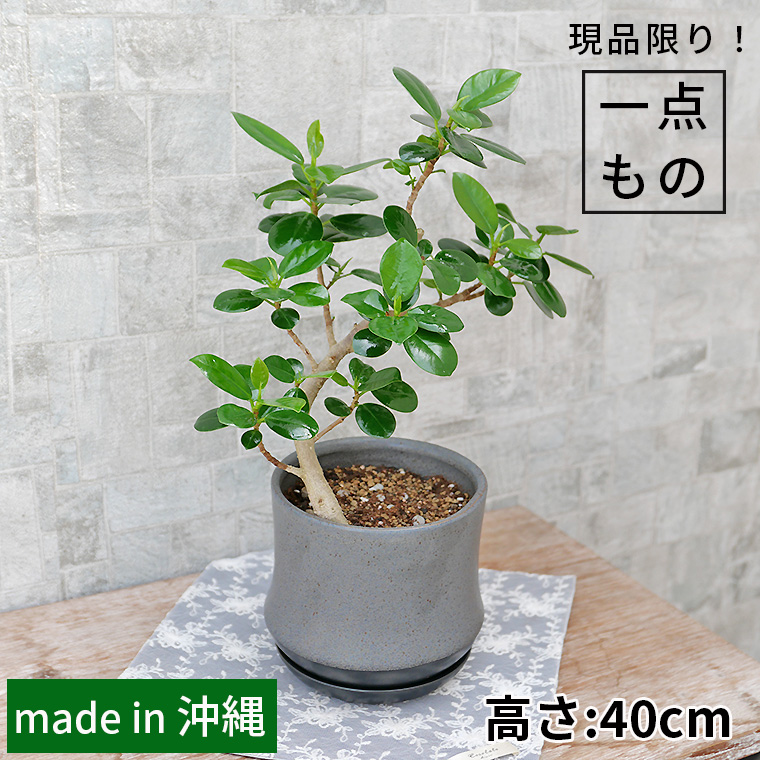 パンダガジュマル-035 陶器鉢植え(スポール/ブラック)