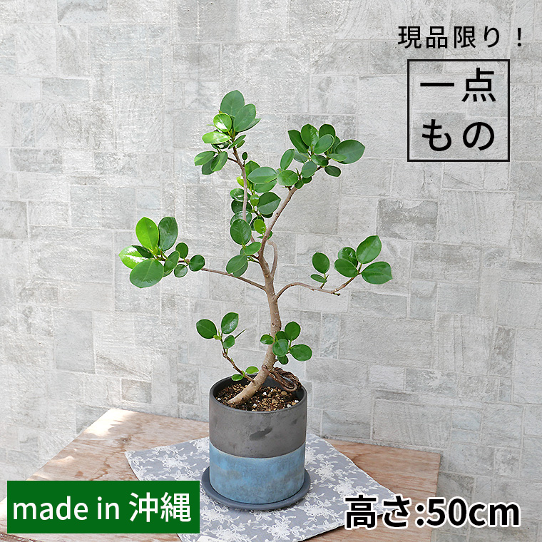 パンダガジュマル-036 陶器鉢植え(NA017)